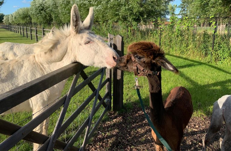 Contact met dier en natuur in De Alffarhoeve in Moerzeke