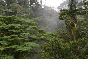 braulio carrillo regenwoud