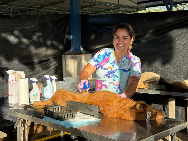 castramor dierenarts