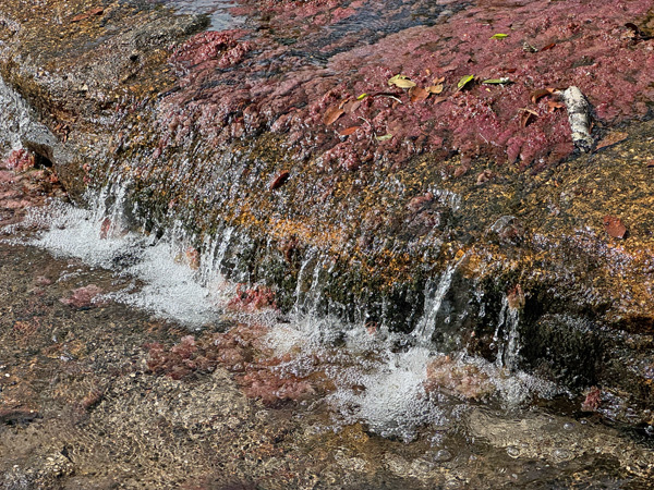 Roze waterplant