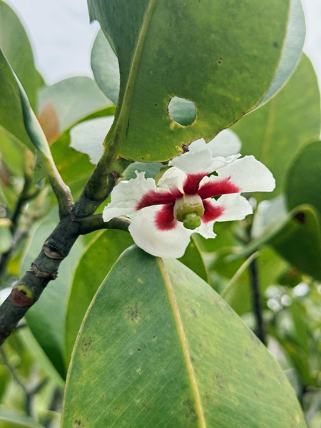 flower in cano cristales