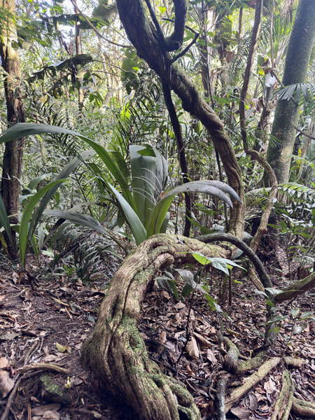 jungle in la macarena