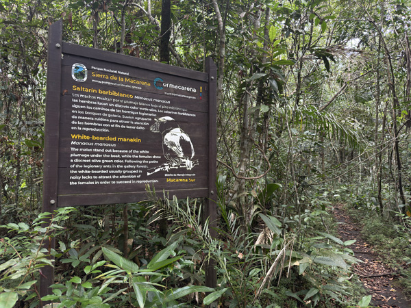 junglepaadje in cano cristales