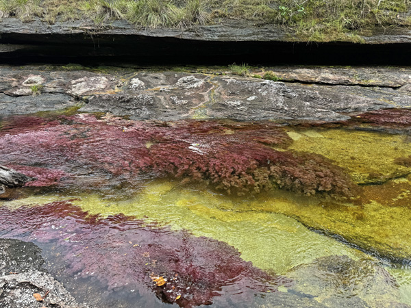 kleuren in cano cristales