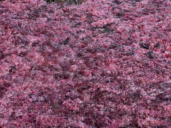 macarena roze plant
