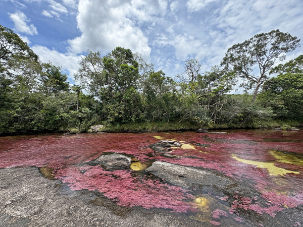 red carpet cano cristales