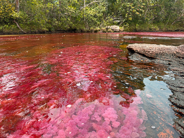 rood tapijt in cano cristales