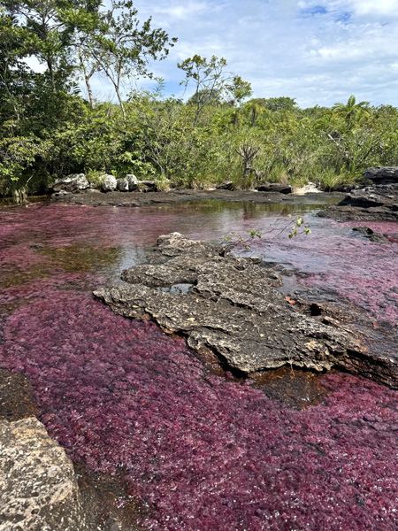 roze rivier in la macarena