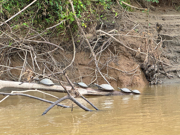 schildpadden in la macarena