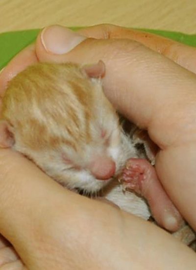 ros prematuur kitten in hand