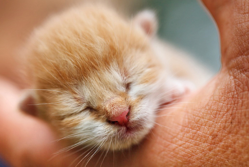 babykitten gevonden