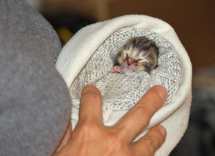 babykittens gevonden