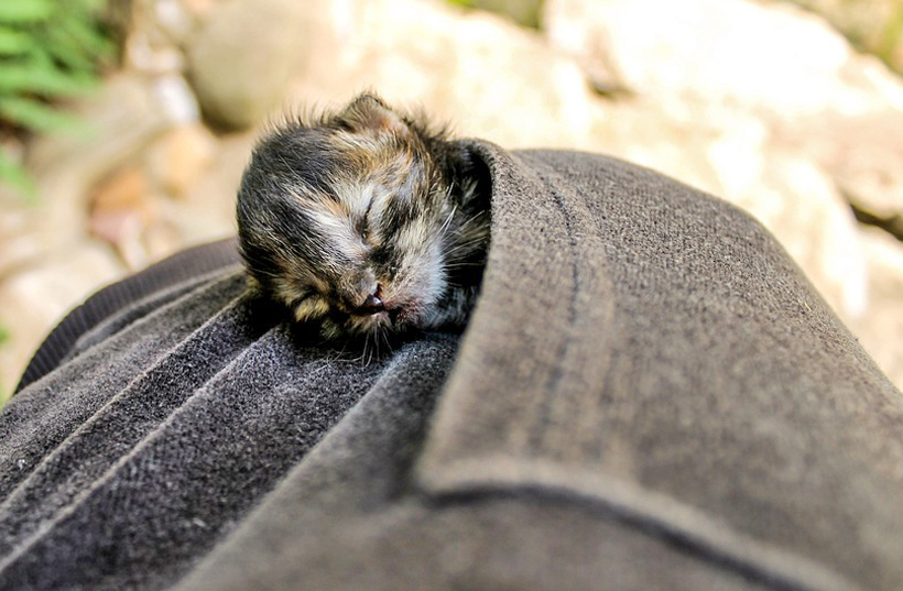 babykitten gevonden