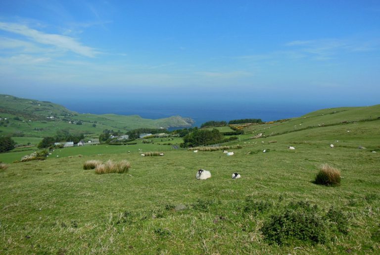 Groene grasvelden met schapen langs de zee in Ierland