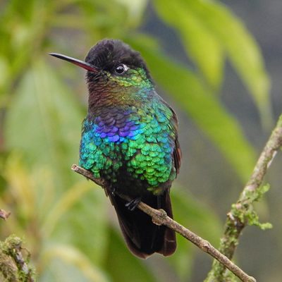 Kleurrijke kolibries en de quetzal in Cerro de la Muerte