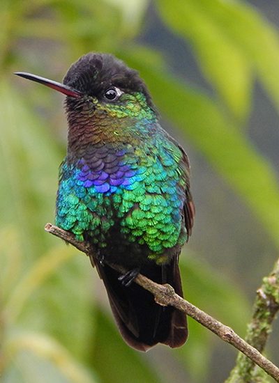 kleurrijke kolibrie Cerro de la muerte