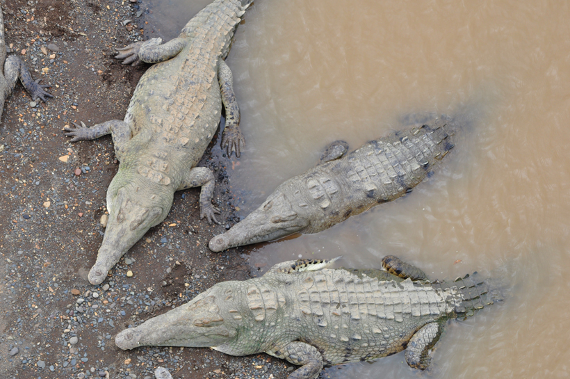krokodillen in Costa Rica