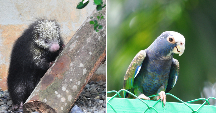 Alturas opvangcentrum dieren in Dominical