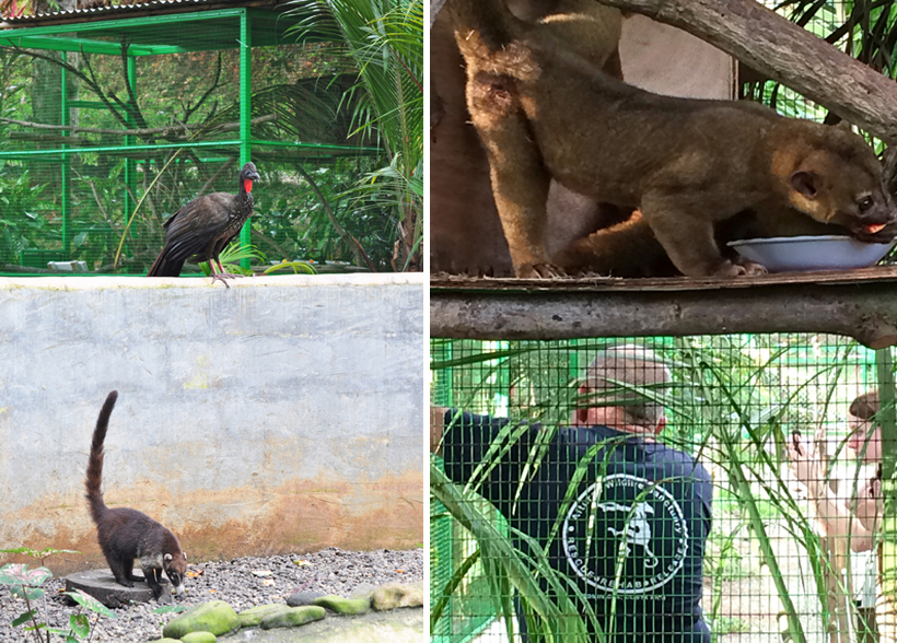 Alturas opvangcentrum dieren in Dominical