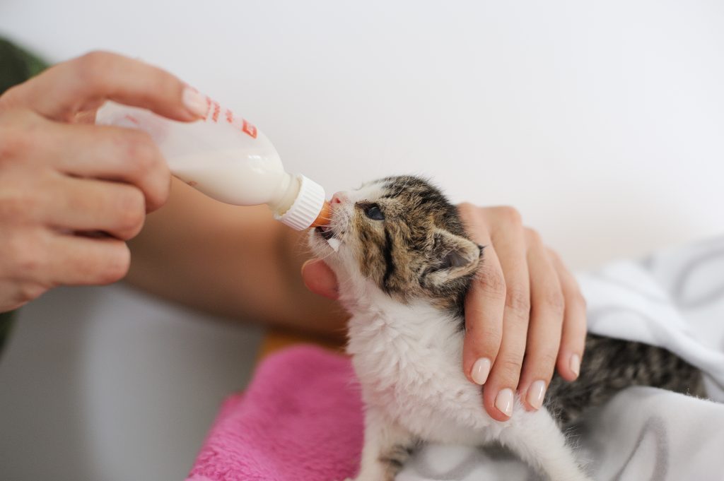 kittens verzorgen papflesvoeding
