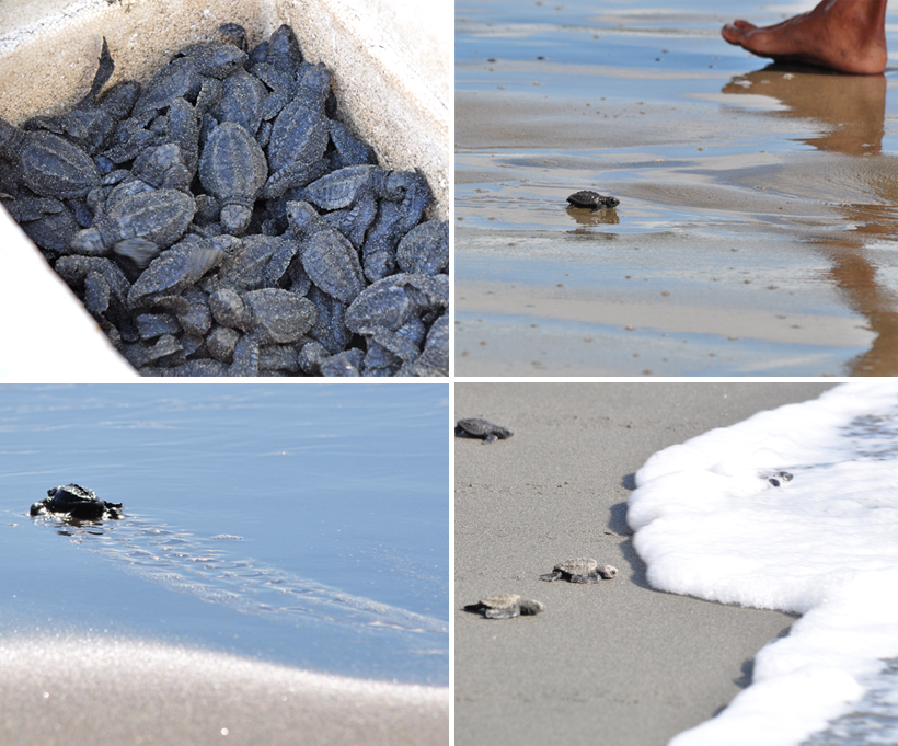 playa tortuga turtle release