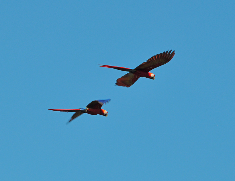 scarlet macaws in Drake Bay