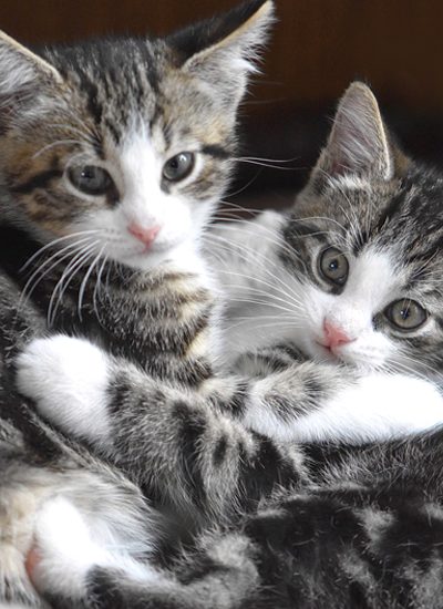 duo kittens