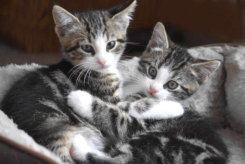 brand stout schijf Waarom een duo kittens adopteren? - Under the Trees