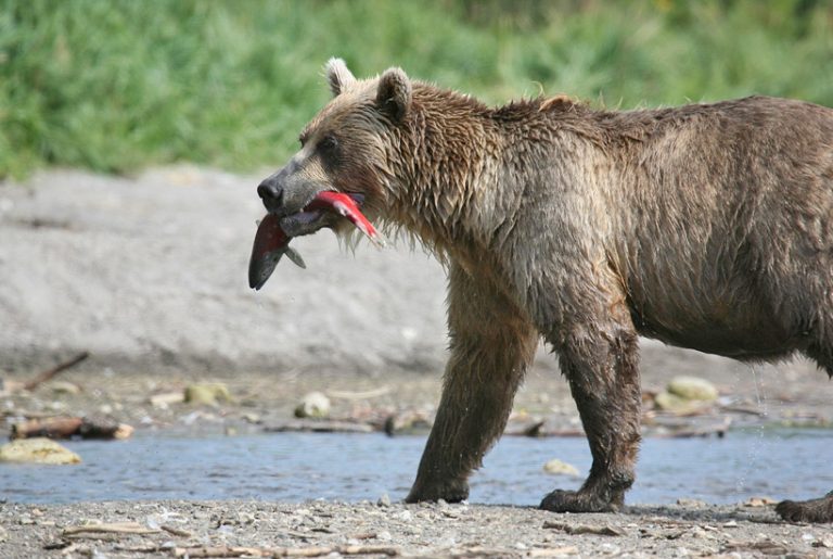 Avontuurlijke road trip in de Yukon: langs beren en bosbranden