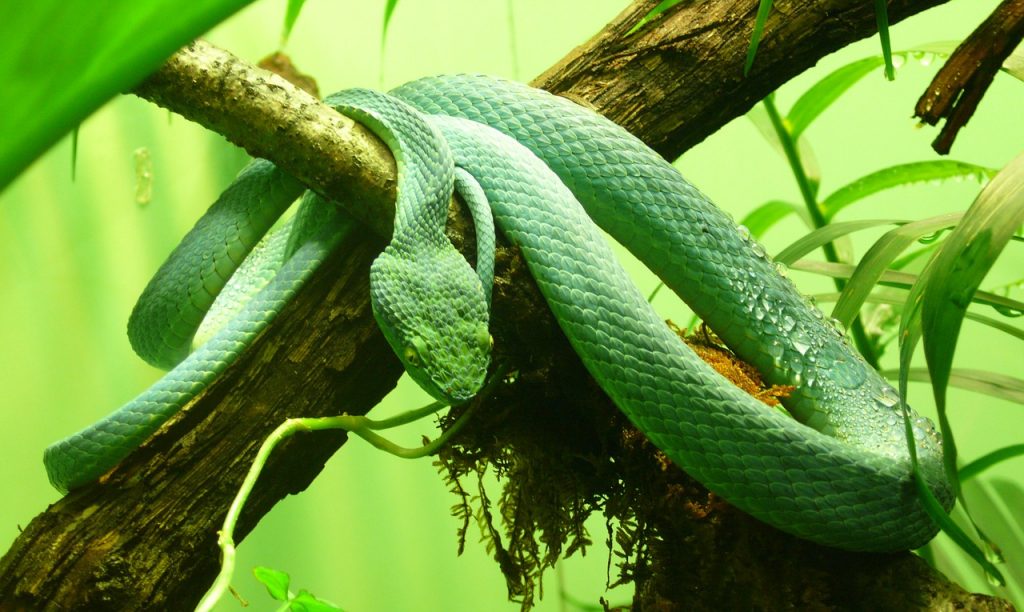 groene groefkopadder