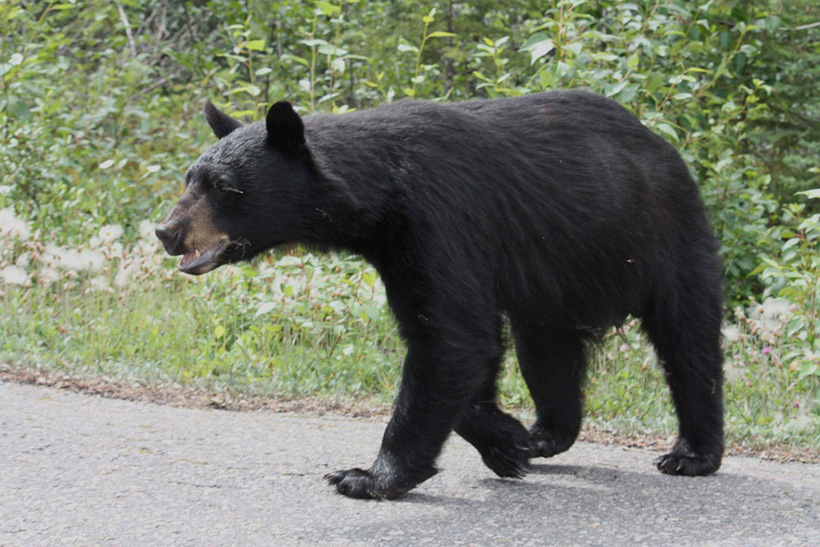 zwarte beer in de Yukon