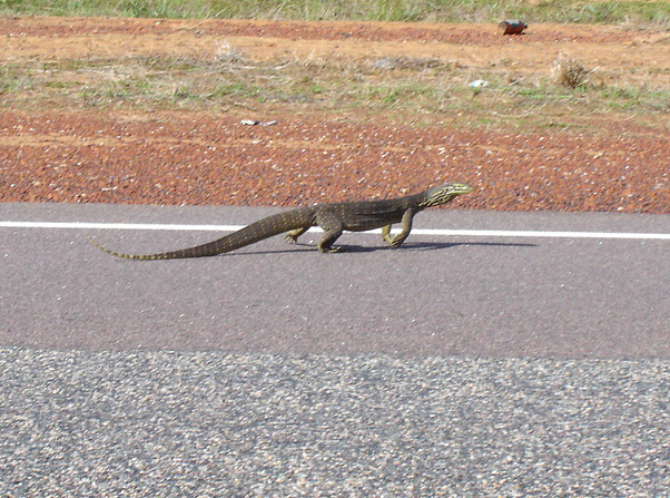 wildlife over de weg in The Northern Territory