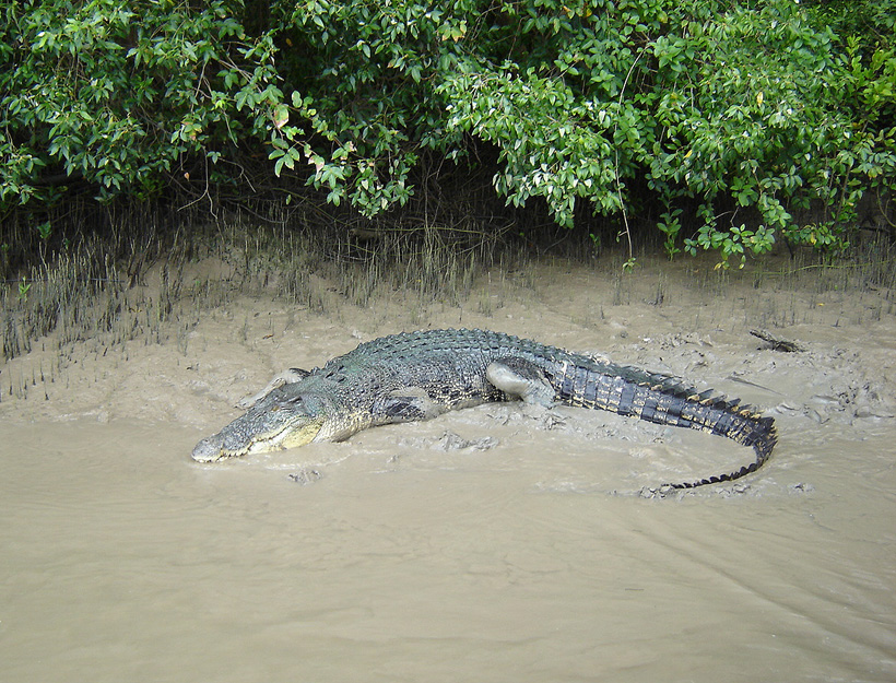 krokodil in The Northern Territory