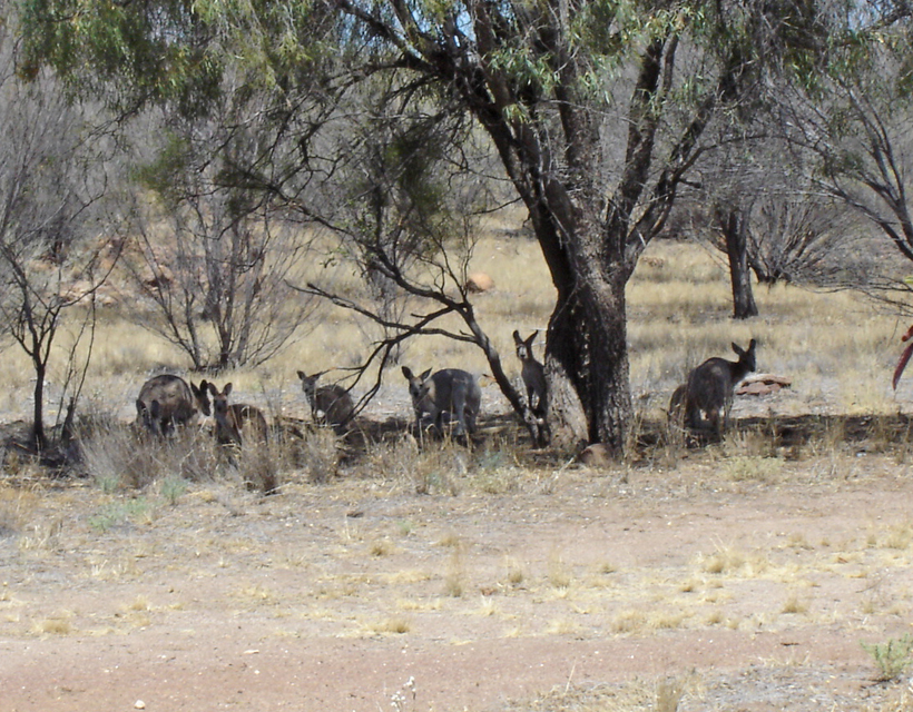 outback grijze kangoeroe's