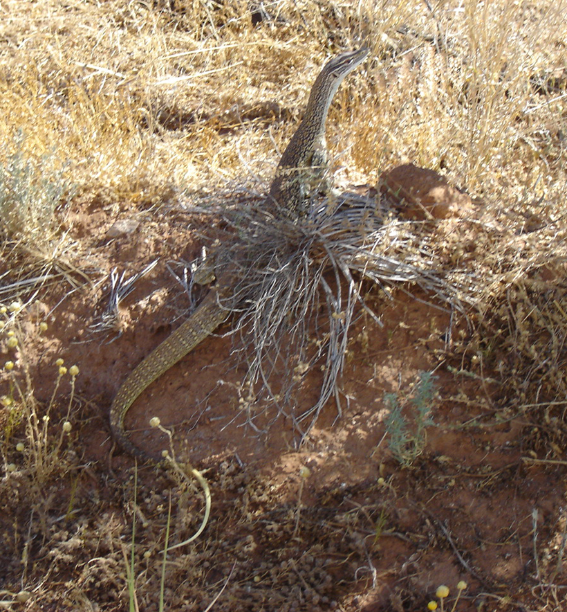 outback varaan