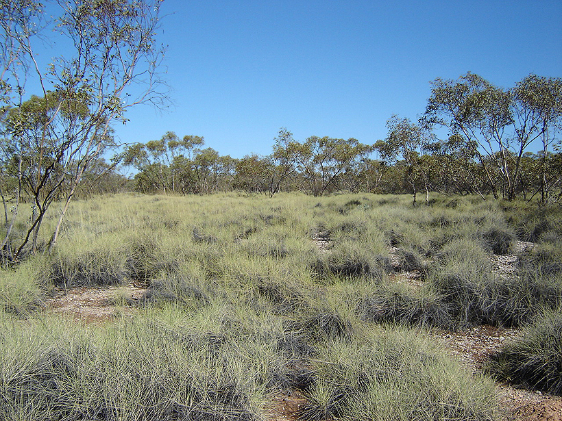 outback bush