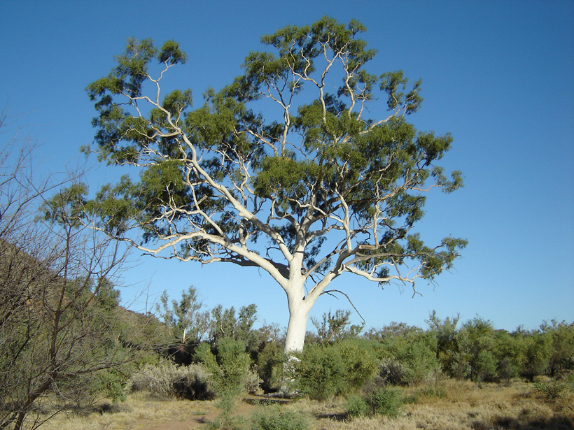 outback ghost tree