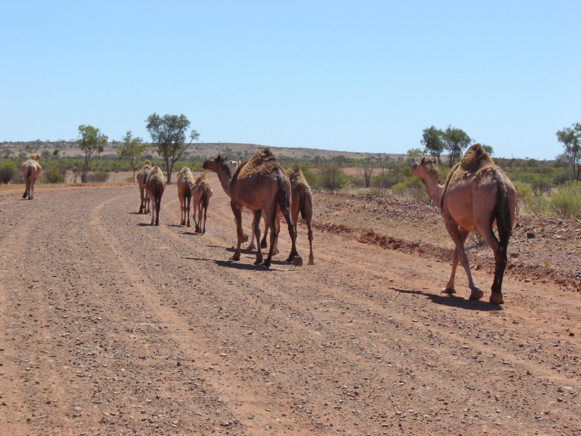 kamelen in outback