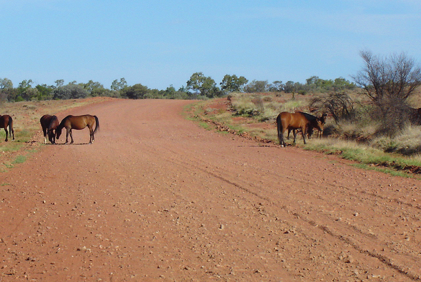 wilde paarden in outback