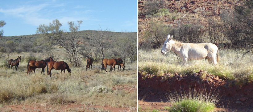 ezel en paarden in outback