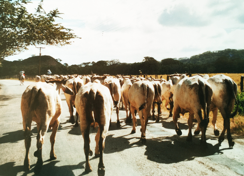 vee hoeden in Guanacaste