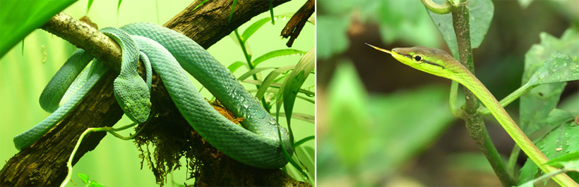 avontuur en slangen in Costa Rica