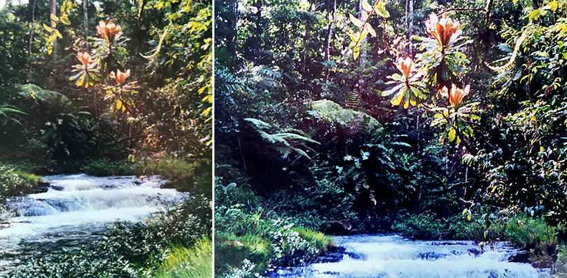 paradijs in de jungle van Costa Rica