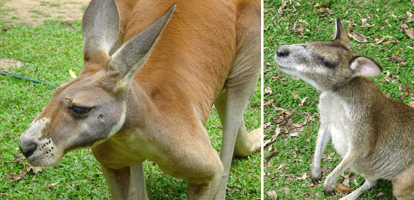 kangoeroe opvangcentrum in Cape Tribulation in tropisch Queensland