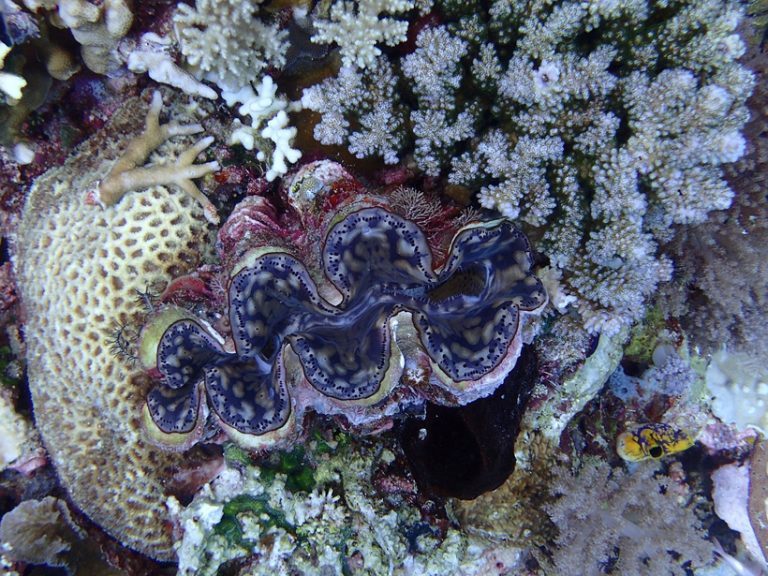 Wild dive in the Great Barrier Reef