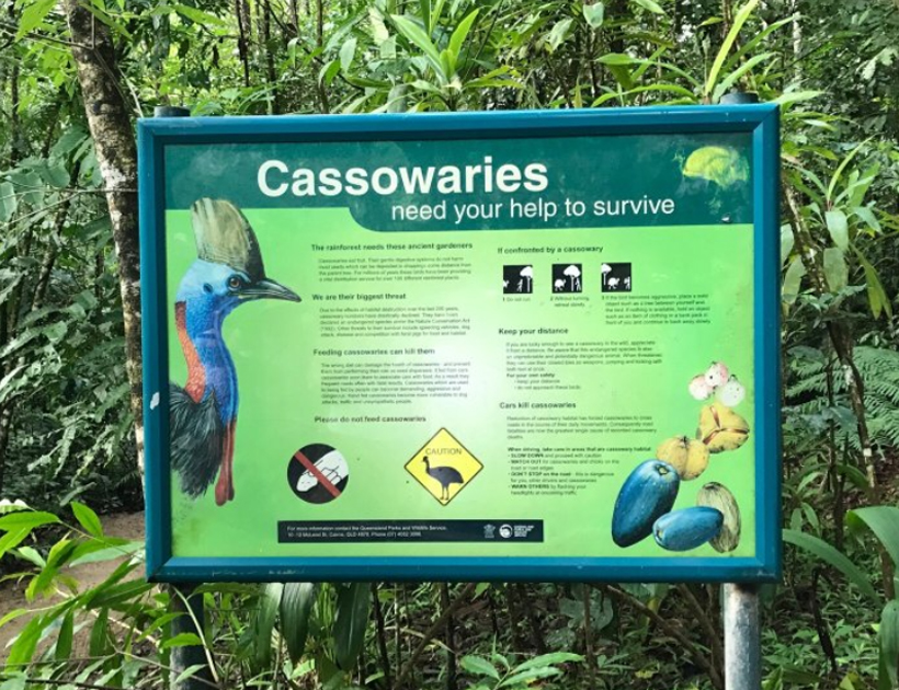 infobord kassuaris in tropisch Queensland