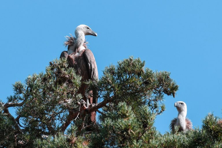 vale gieren in boomtoppen
