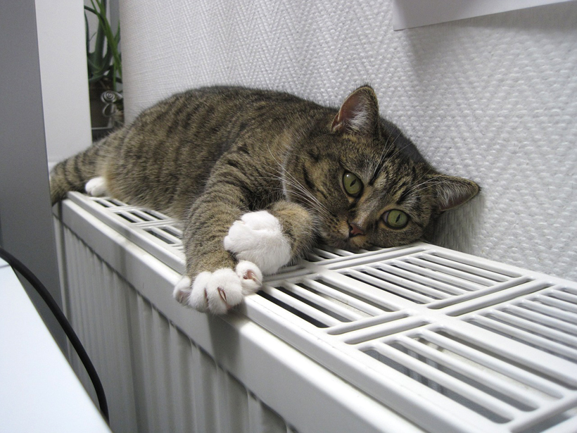 kat op radiator