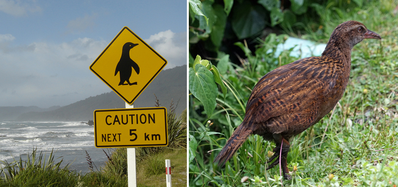 pinguins en vogels zonder vleugels in Nieuw-Zeeland