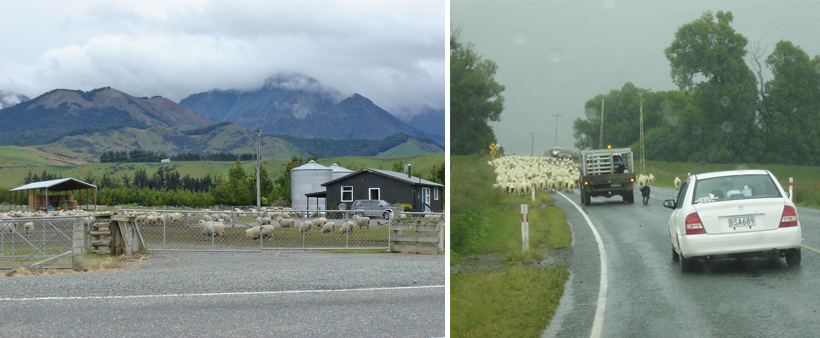 schapen en regen in NIeuw-Zeeland